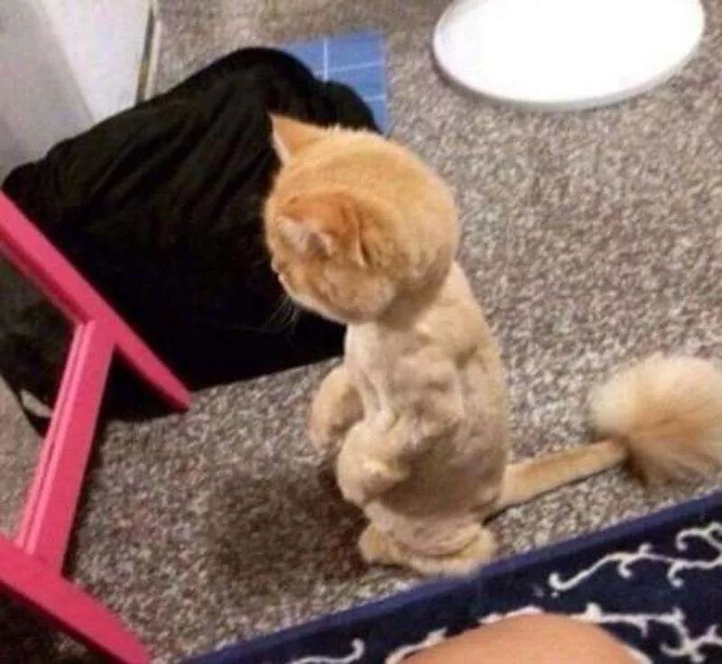 当猫咪剃了毛之后,春天猫咪剃了毛一直发抖