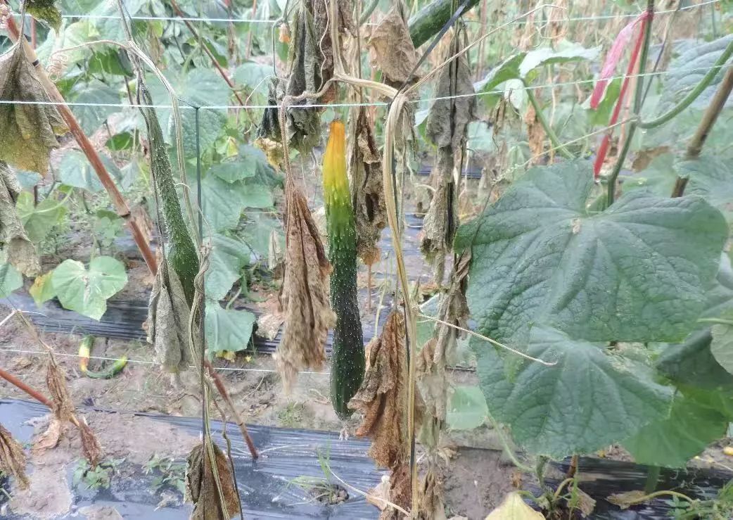 黄瓜蓟马病害图谱大全,黄瓜幼苗病害图谱