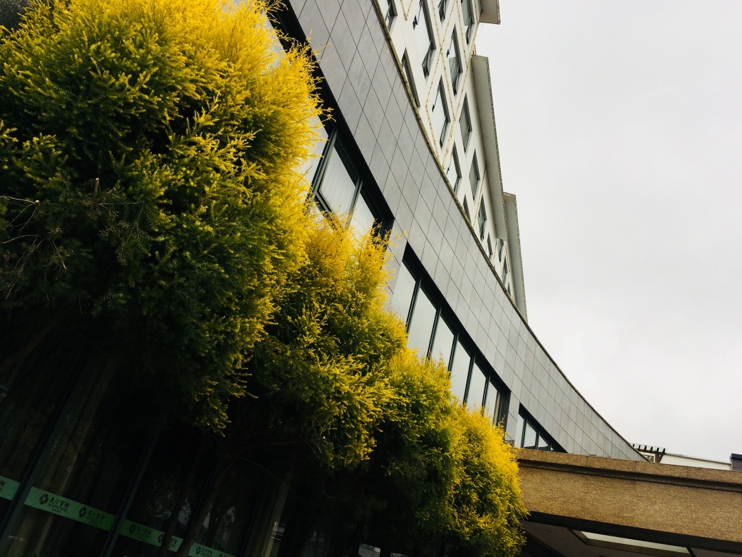 长汀宾馆银杏,长汀宾馆银杏叶