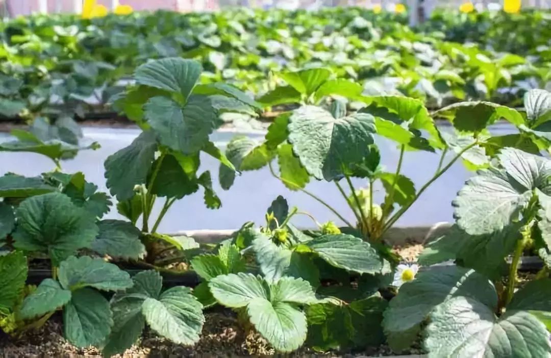 草莓花期有虫怎么管理,草莓花期的管理技巧与草莓高产