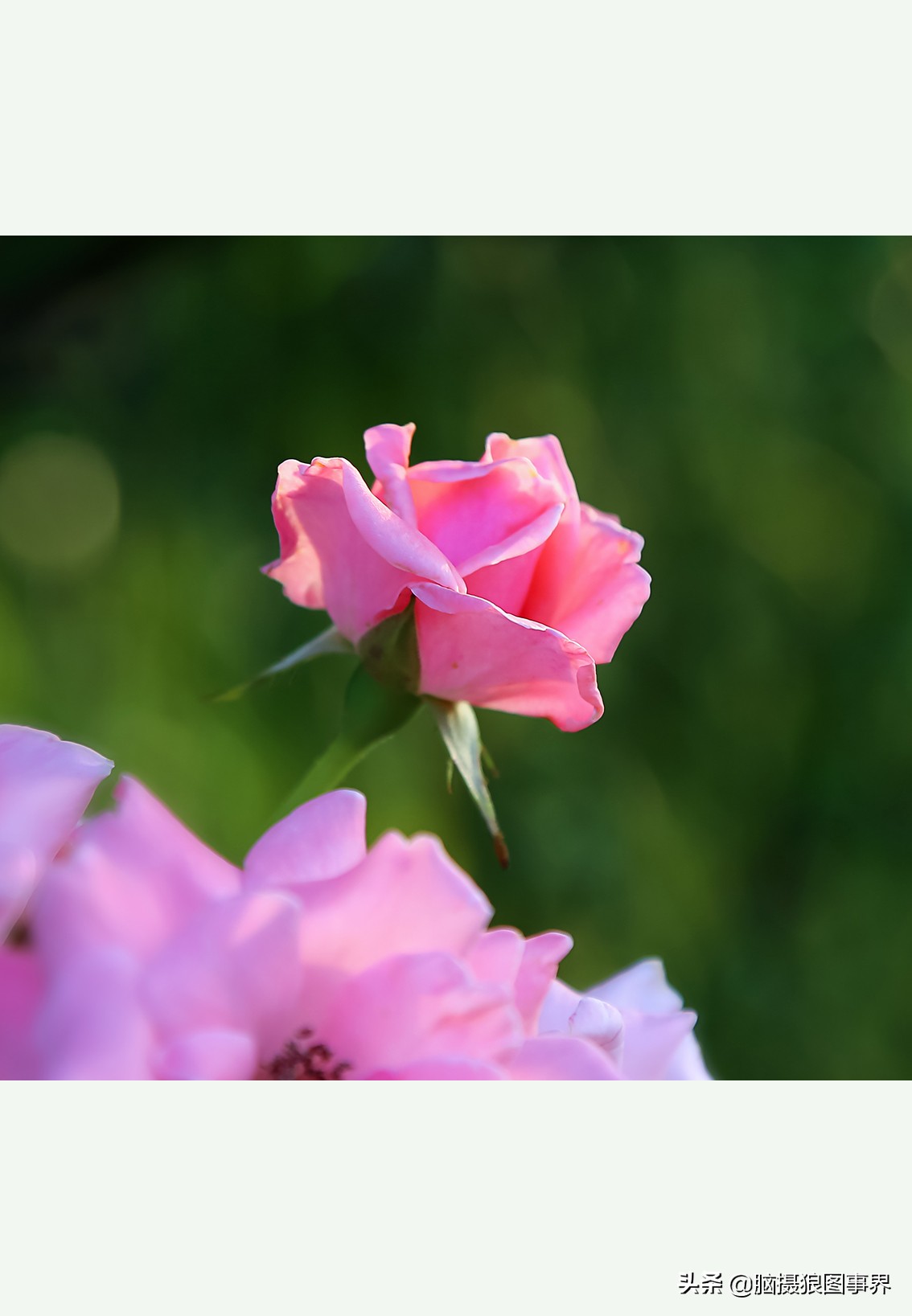 佳能24105红圈镜头测评,佳能24105红圈镜头价位