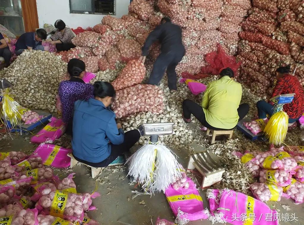 大蒜零售生意,大蒜属于战略物资吗