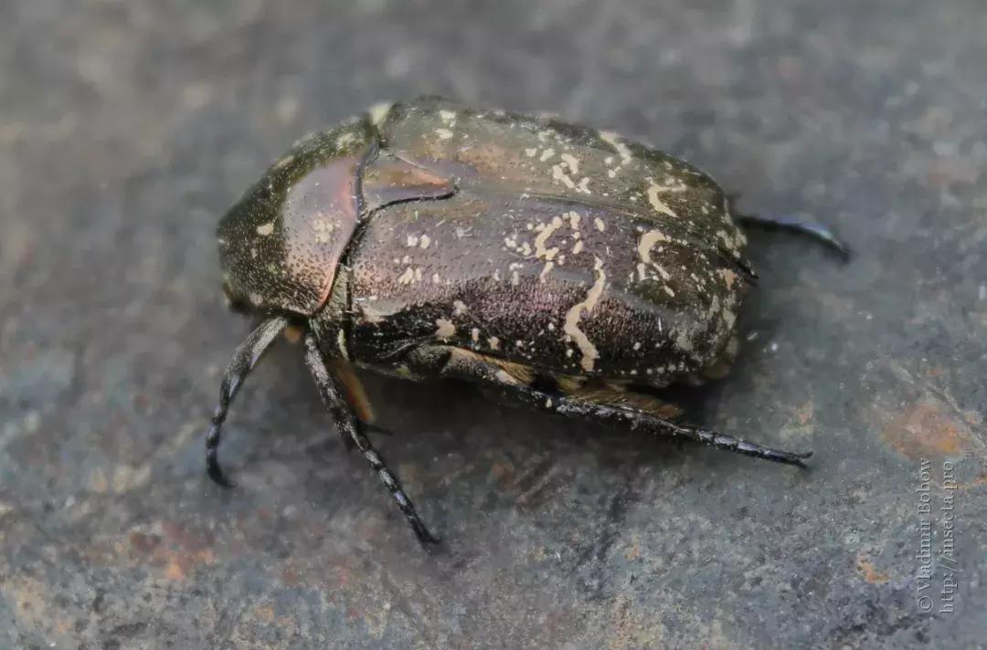 处理厨余垃圾的虫子,可以清理厨余垃圾的虫子