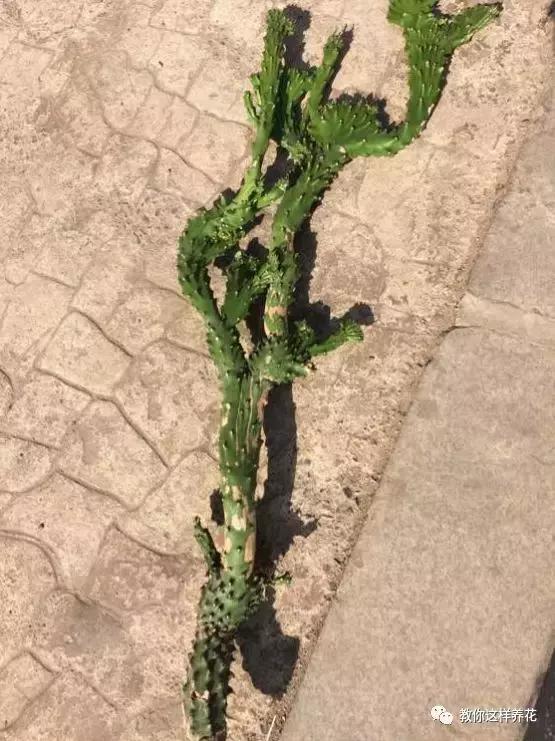 别人扔了的龙骨花捡回来好不好,别人丢掉的发财树能捡回来种吗