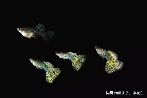 热带观赏鱼孔雀,热带观赏鱼巴西迷你孔雀鱼