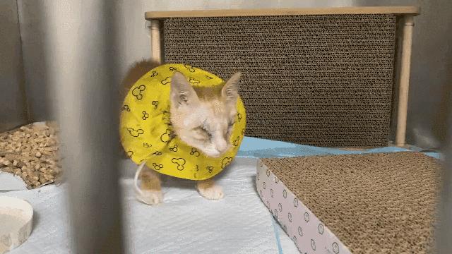 双目失明的猫咪好养吗,瞎了一只眼睛的猫能养吗