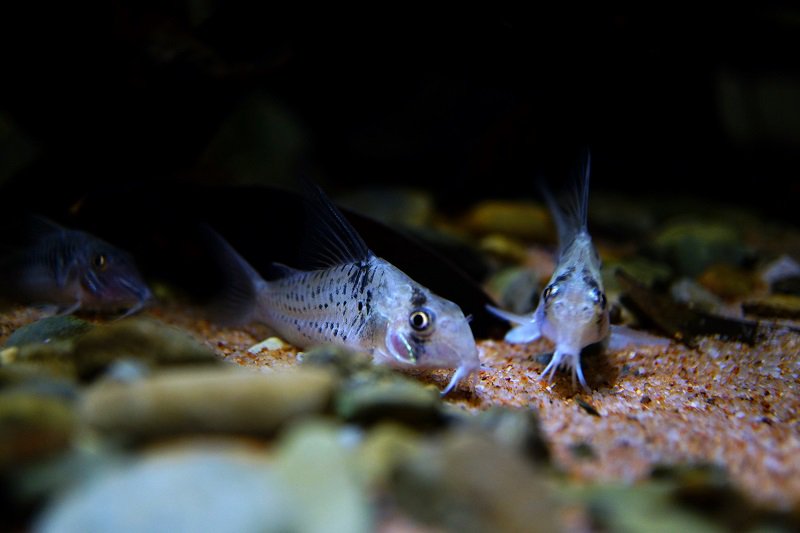 南美水族论坛推荐,南美水草造景论坛