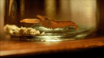 承受500度高温的虾,可以忍受几百度高温的虾