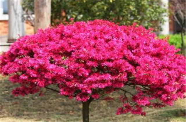 红檵木有多少种品种,檵木和红檵木的药用价值有啥区别