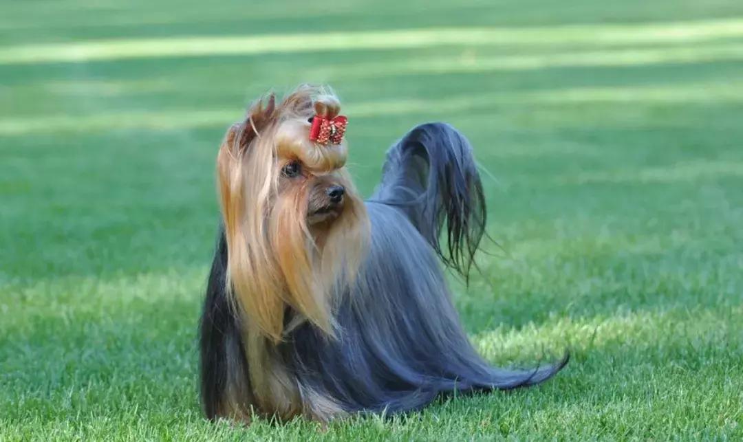 长毛犬如何让毛不打结,长毛犬打理视频