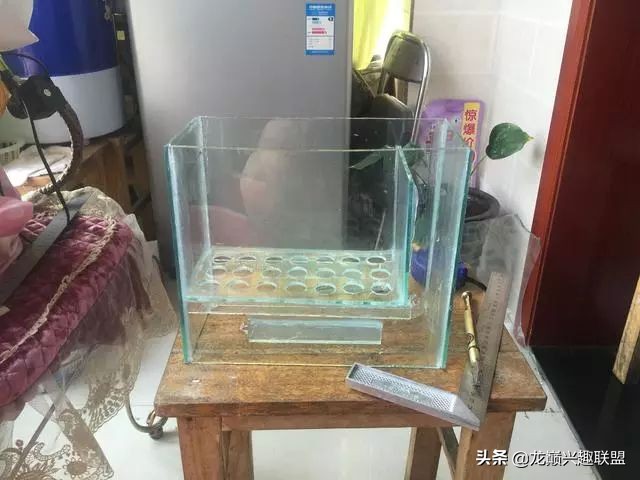 垃圾桶旁边的四方鱼缸，捡回去养了一缸金鱼，别说还挺不错