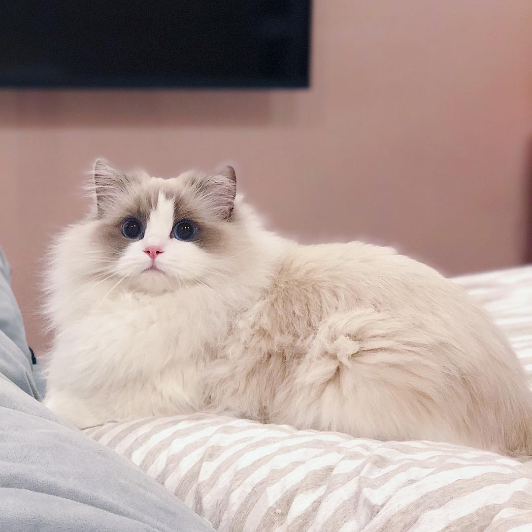 猫咪流鼻涕是什么原因引起的,猫咪长期流鼻涕怎么回事