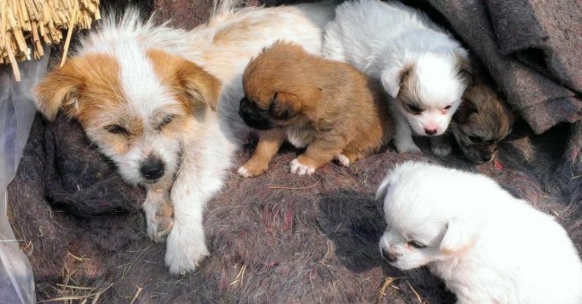 辟谣狗狗每年不需要打预防针,辟谣狗狗近亲