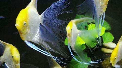 怎样看观赏鱼的状态,怎么判断观赏鱼的健康状况