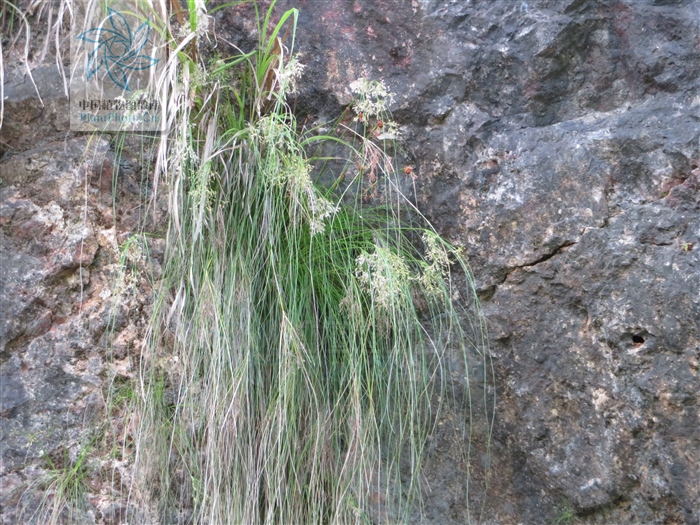 岩梭，见过吗？祛风除湿，通经活络。主风湿痹痛、骨节疼痛