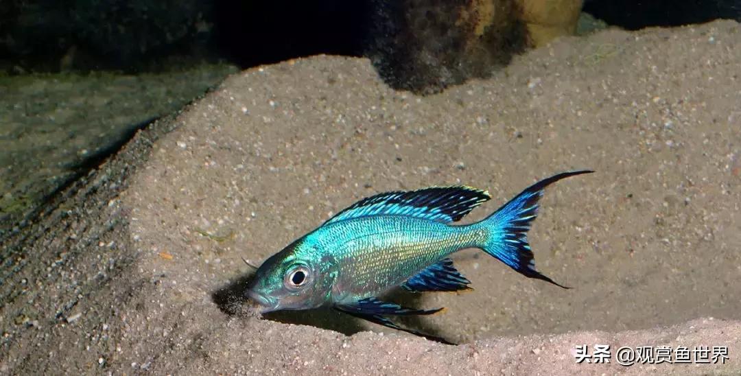 坦湖慈鲷蓝波价格,三湖慈鲷品种图鉴