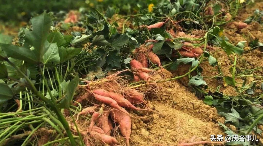 茂名十大美丽乡村电白,茂名电白乡村风光