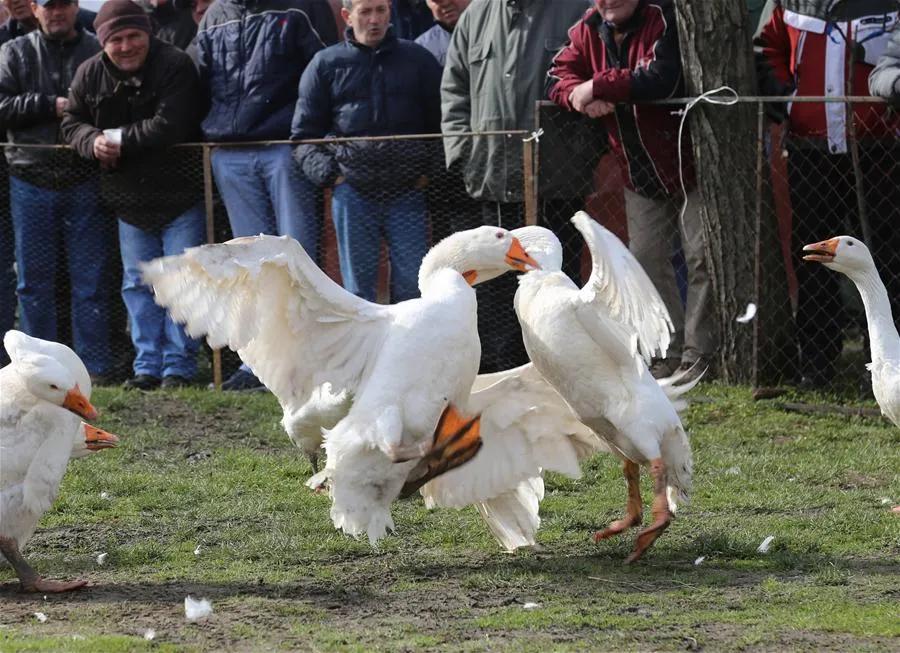 动物创新创业项目有哪些,室内特种养殖创业新项目