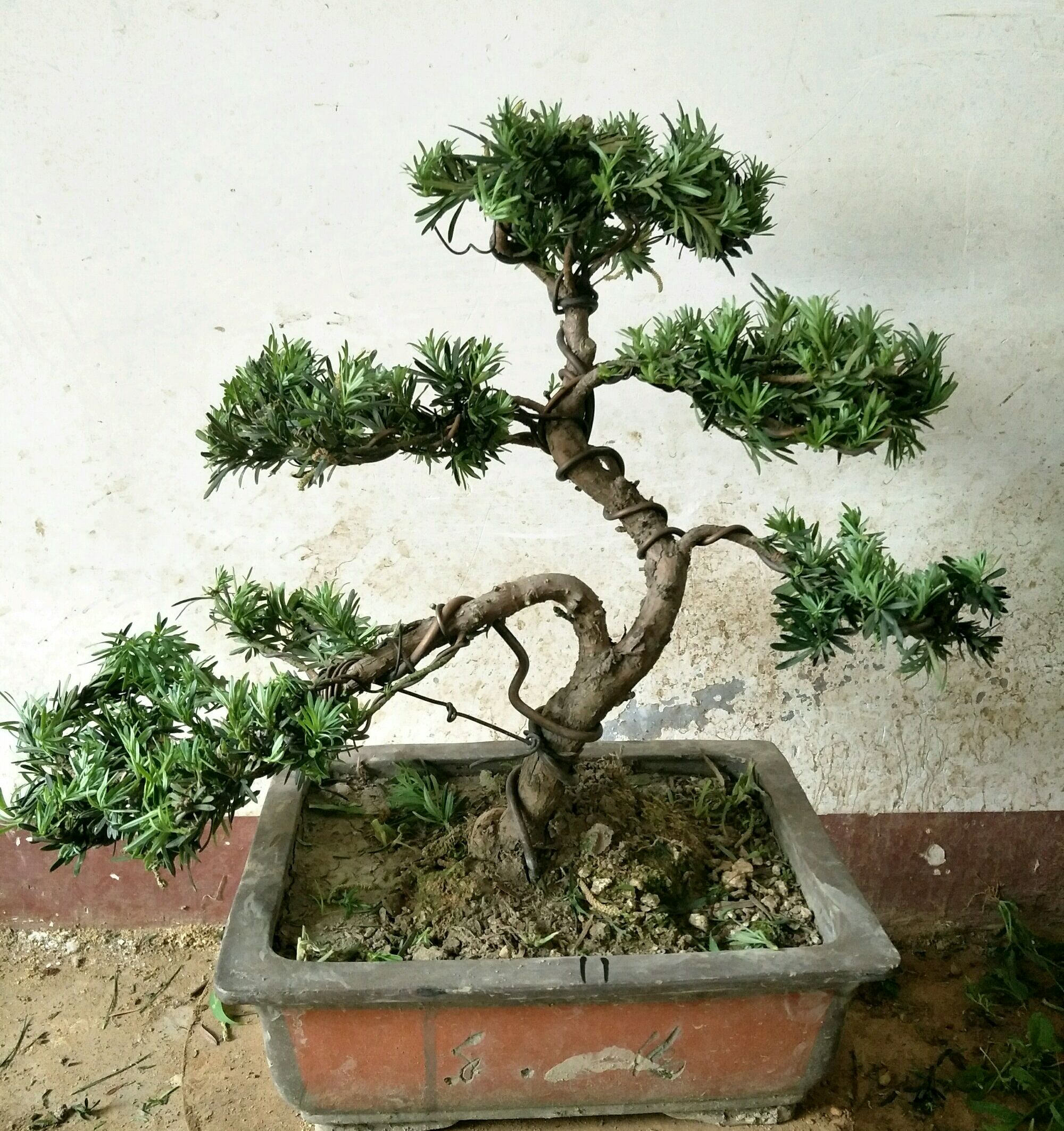 罗汉松盆景的造型与养护技巧,罗汉松盆景养护管理要点有哪些