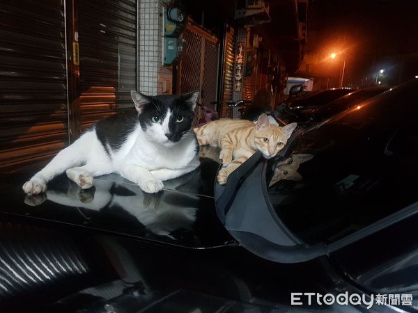 给浪喵饲料整桶不见? 调监视器发现2狗偷吃+外带