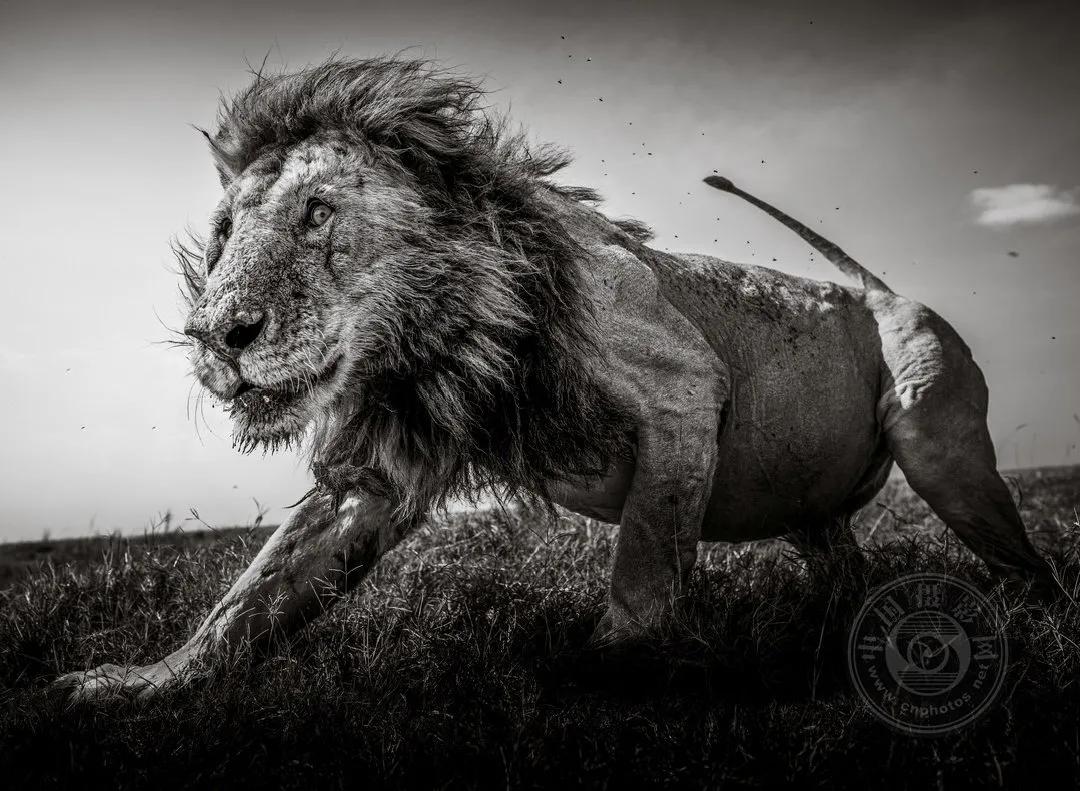 2022索尼世界摄影大赛自然类 (索尼世界摄影大赛自然组作品精选)