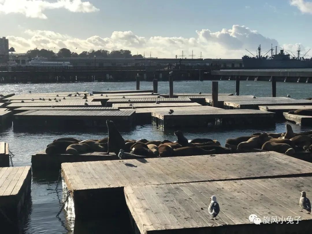 加州沿海1号公路自驾游散装系列（一）：阳光北加的金山依旧