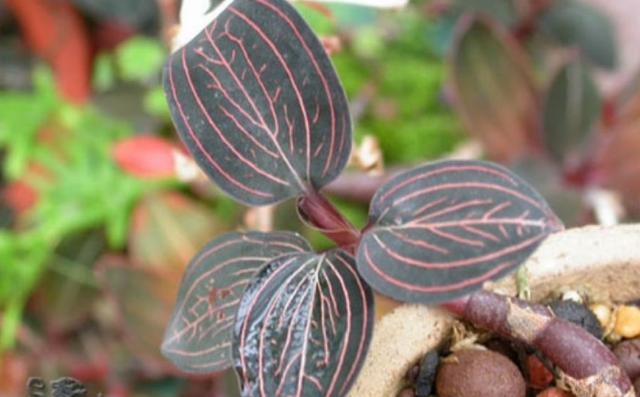 血叶兰与金线莲区别,金线莲血叶兰的养殖方法