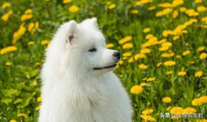 养了狗后我的苦恼,萨摩有4大缺点