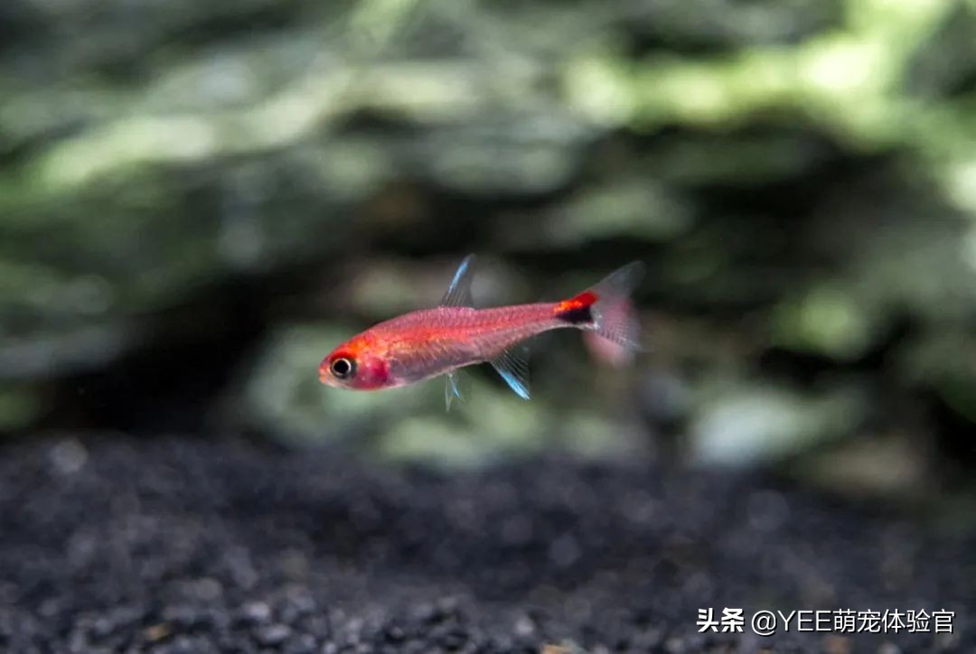 2cm级迷你灯鱼，好品相挤不进热门榜