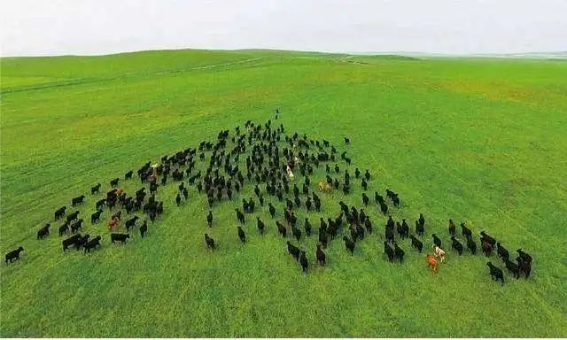 突然想去新疆旅游,突然好想去呼伦贝尔