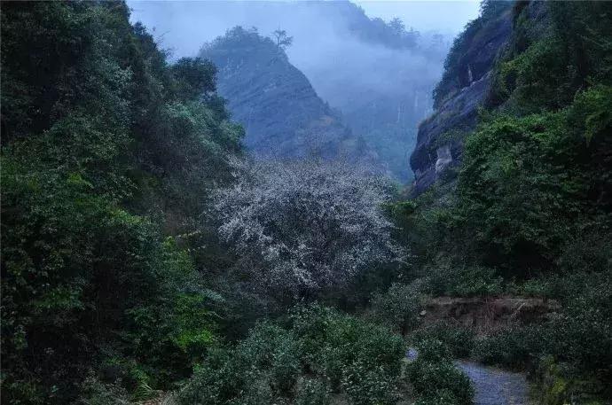 武夷山亲子民宿推荐独栋别墅,武夷山一同山居茶文化民宿