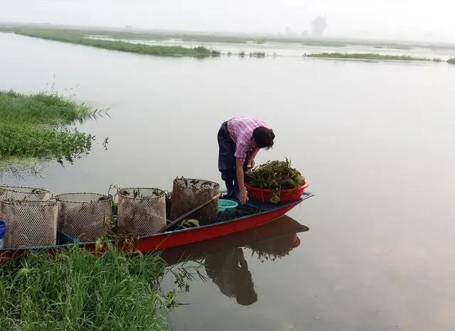 小龙虾怎么鲜活保湿,小龙虾怎么管理高产
