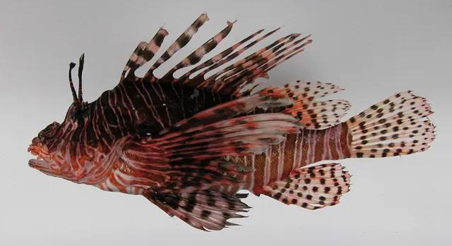 鱼鳞能有什么功效,鱼鳞有用吗