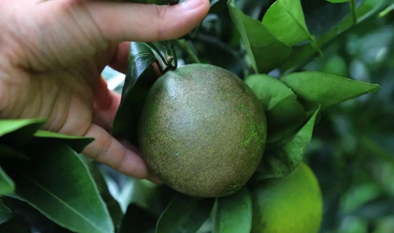 冬季柑橘成熟期红蜘蛛防治,柑橘黄蜘蛛防治技术