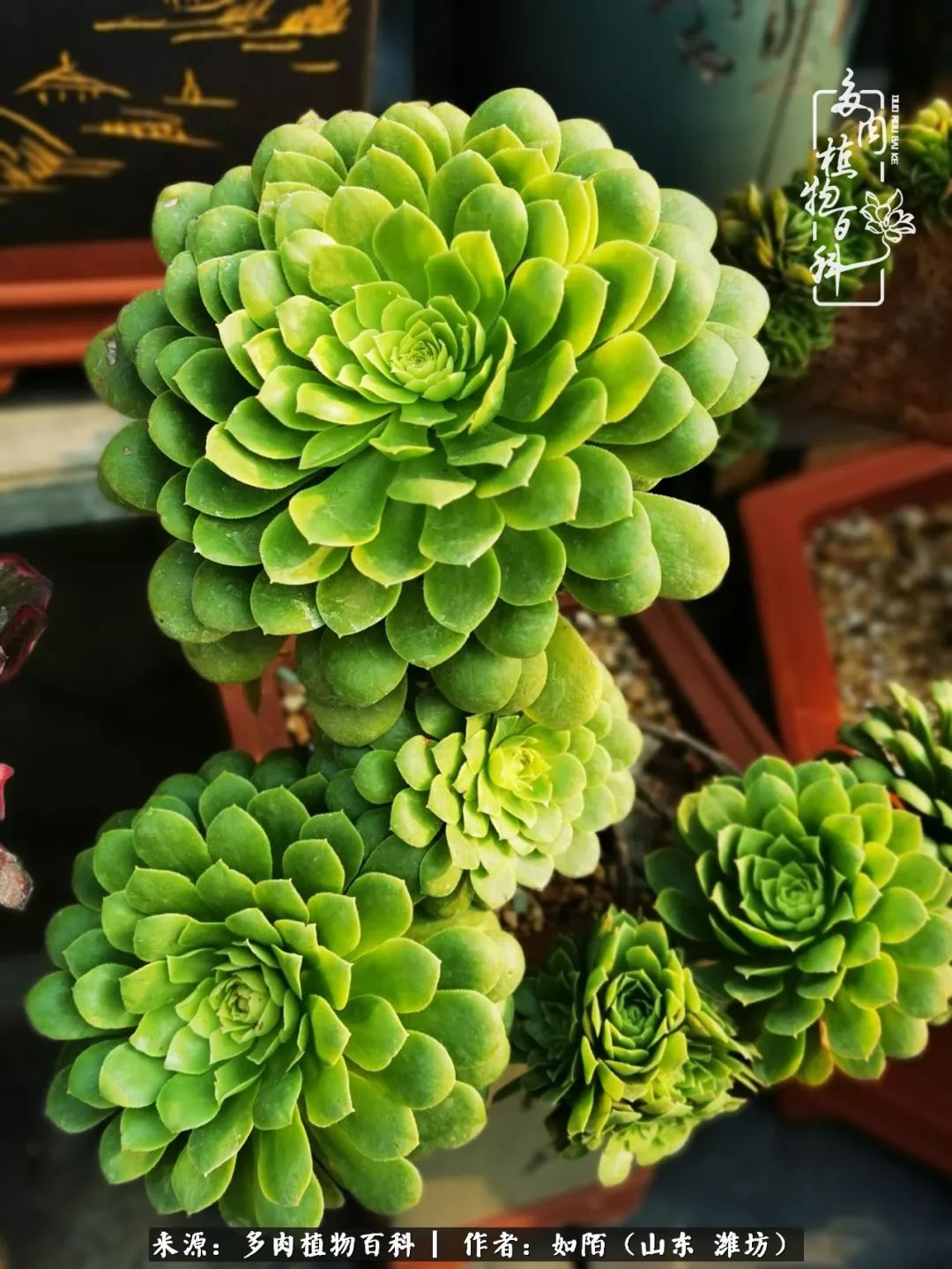 凤凰涅槃，浴火重生！多肉法师圣斗士们的秋天！（附养护经验）