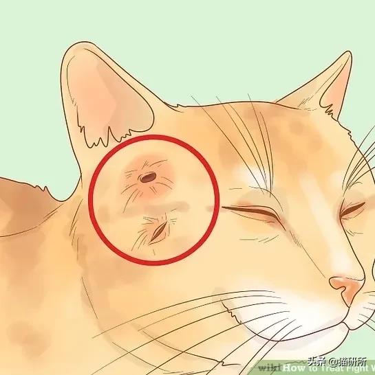 多猫家庭打架,多猫家庭遇到猫咪打架该怎么办