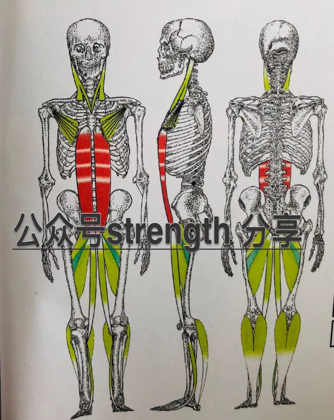 下背痛是什么原因引起的,背疼腰疼是什么病的前兆