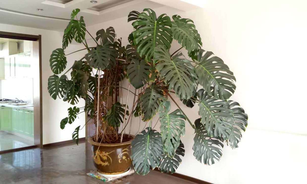 龟背竹叶子发黄脱落怎样挽救,龟背竹叶发黄怎么办呢