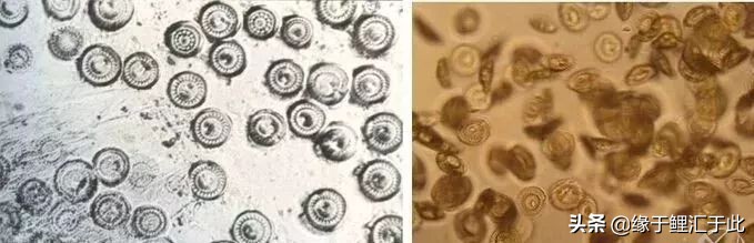 锦鲤感染车轮虫图片,锦鲤小瓜虫治疗最好办法