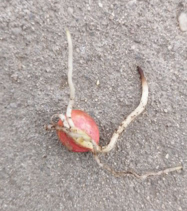 玉米苗叶片有黄条,玉米苗叶片发白原因及防治方法