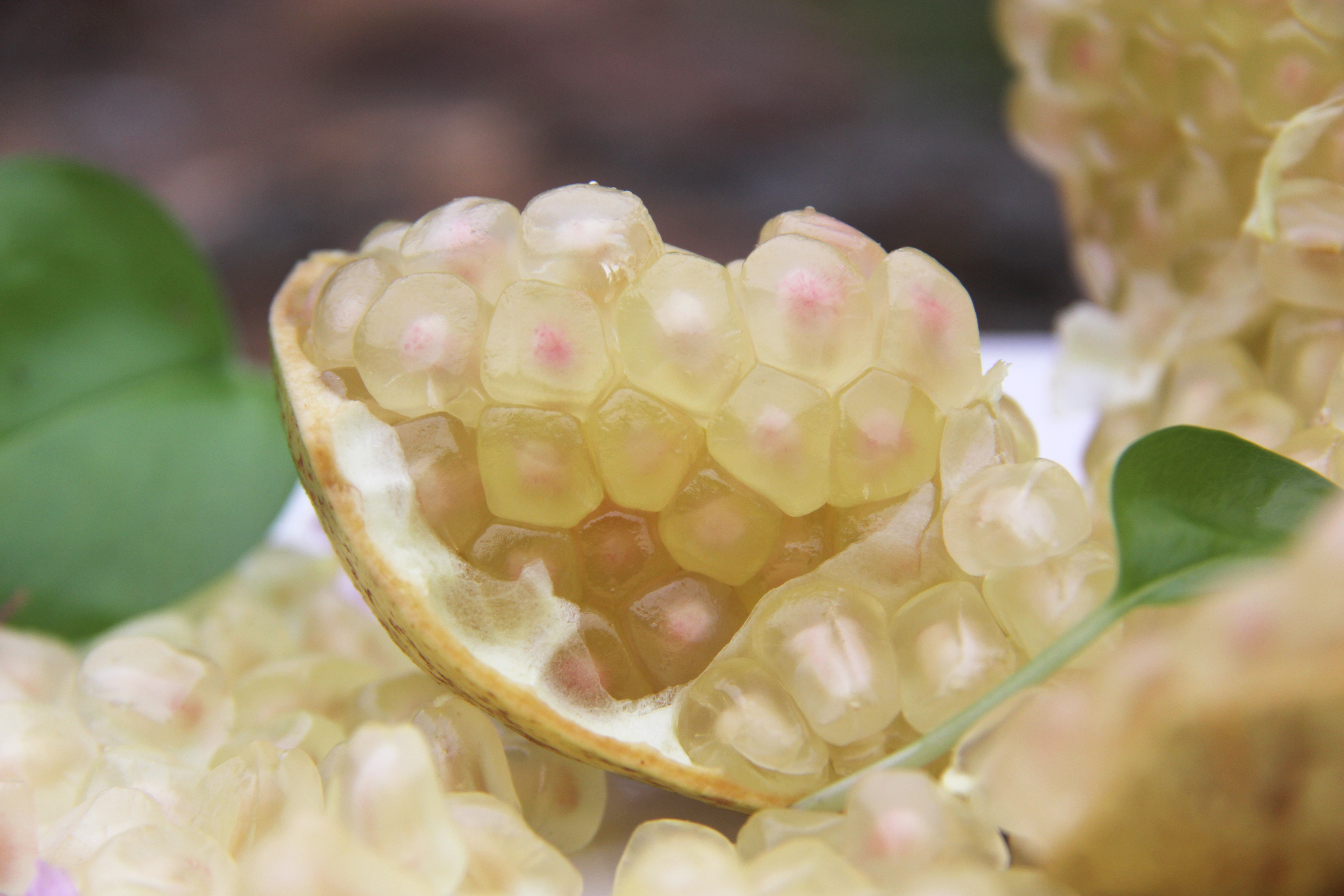 玉石籽石榴花色,白花玉石籽石榴历史