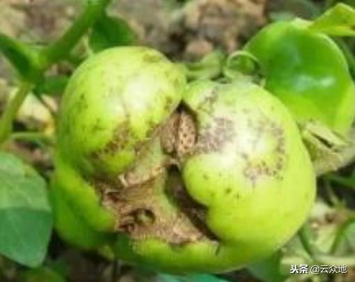 蔬菜作物为什么会缺硼？怎样补充硼肥？