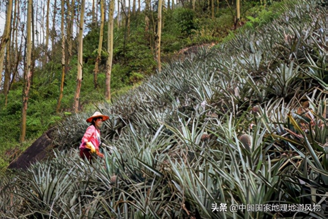 生活在水果之乡就是安逸,闽南是个水果之乡