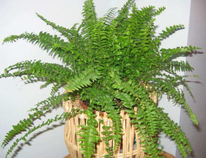 除甲醛的盆栽什么比较好,种植什么植物除甲醛