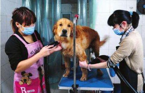 家养金毛臭怎么办,金毛犬身上气味很臭如何除掉