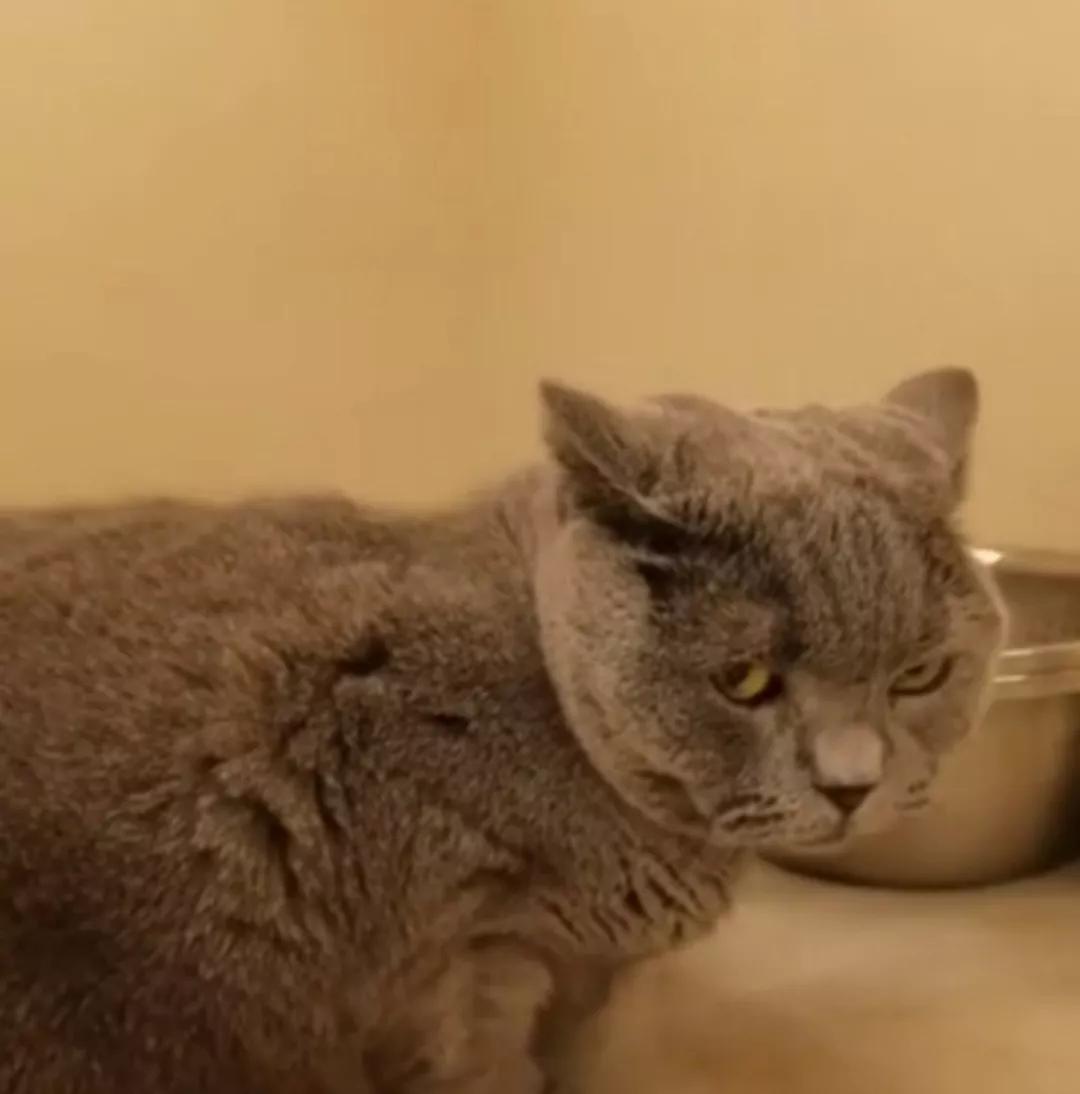 <html>
<head><title>502BadGateway</title></head>
<body>
<center><h1>502BadGateway</h1></center>
<hr><center>nginx</center>
</body>
</html>
<!--apaddingtodisableMSIEandChromefriendlyerrorpage-->
<!--apaddingtodisableMSIEandChromefriendlyerrorpage-->
<!--apaddingtodisableMSIEandChromefriendlyerrorpage-->
<!--apaddingtodisableMSIEandChromefriendlyerrorpage-->
<!--apaddingtodisableMSIEandChromefriendlyerrorpage-->
<!--apaddingtodisableMSIEandChromefriendlyerrorpage-->
