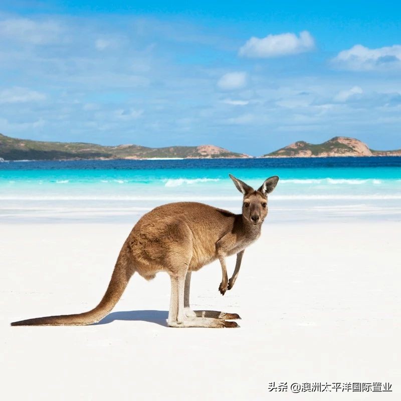 拿澳洲pr最好拿的专业,澳洲pr好拿吗