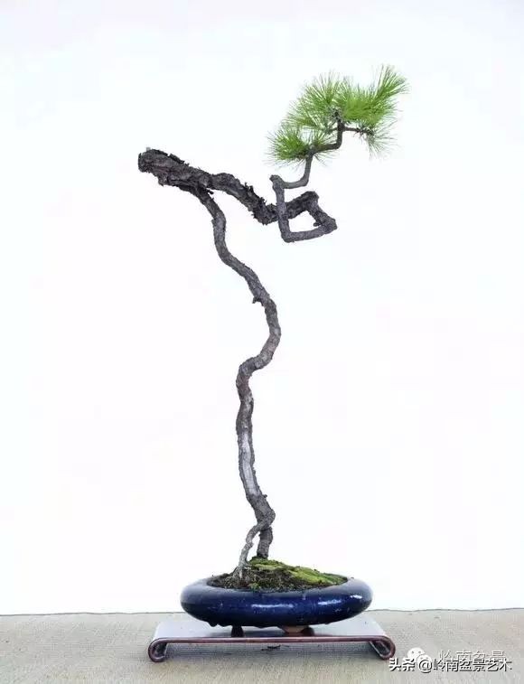 素仁格与文人树，你怎么看？