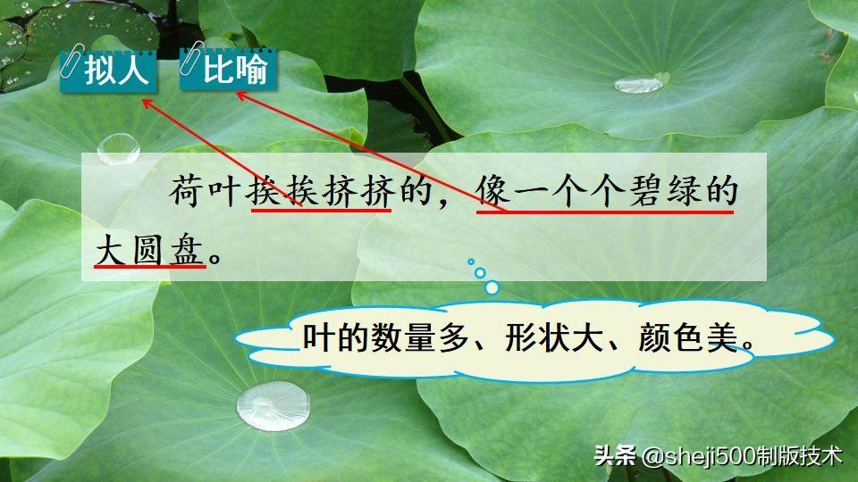 部编版三年级下册语文3荷花讲解,三年级下册部编语文荷花教学视频