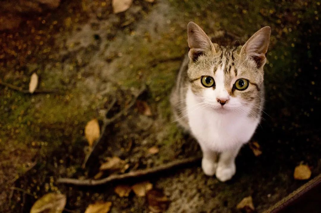 什么叫虐猫产业链,狩猎者猎杀雄狮